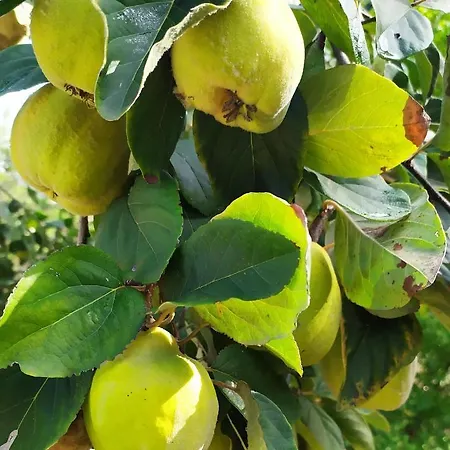 Dago סיינה